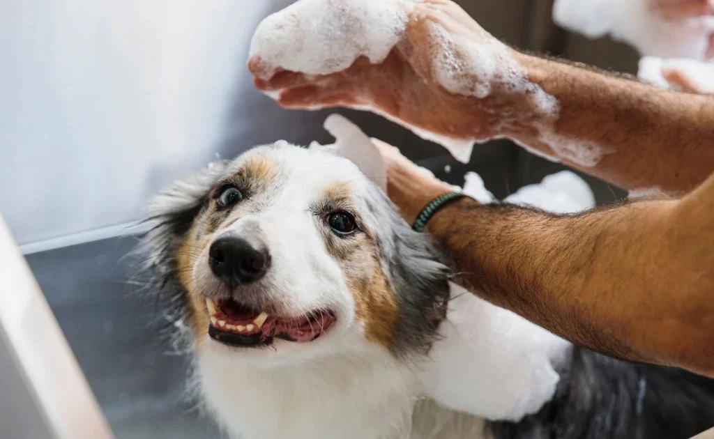 Premium Dog Shampoo and Conditioner for All Coat Types