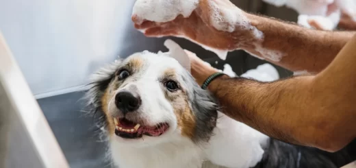 Premium Dog Shampoo and Conditioner for All Coat Types