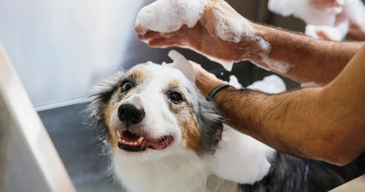 Premium Dog Shampoo and Conditioner for All Coat Types